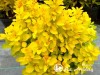 Raugerškis tunbergo ,Summer Sunset' (lot. Berberis thunbergii) -c2